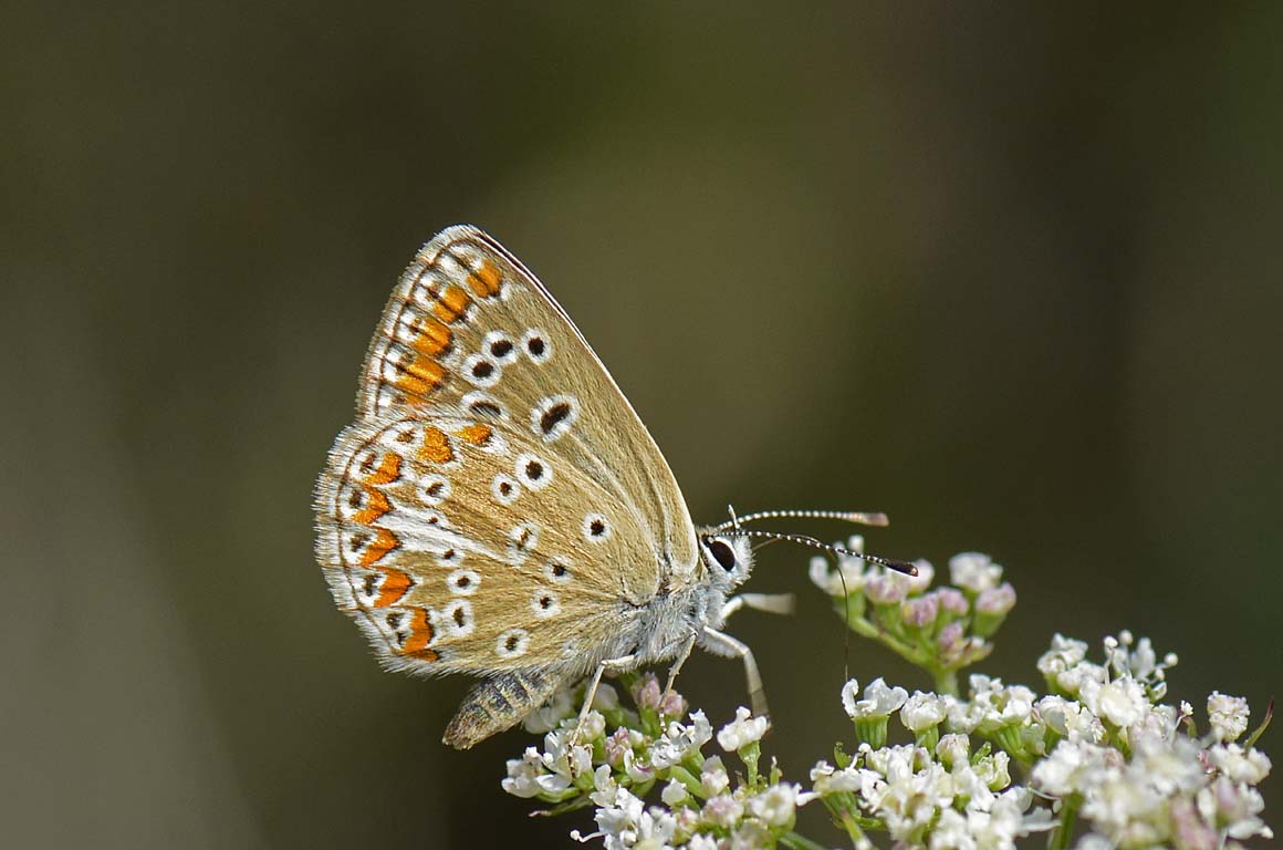 Lycaenidae da id.